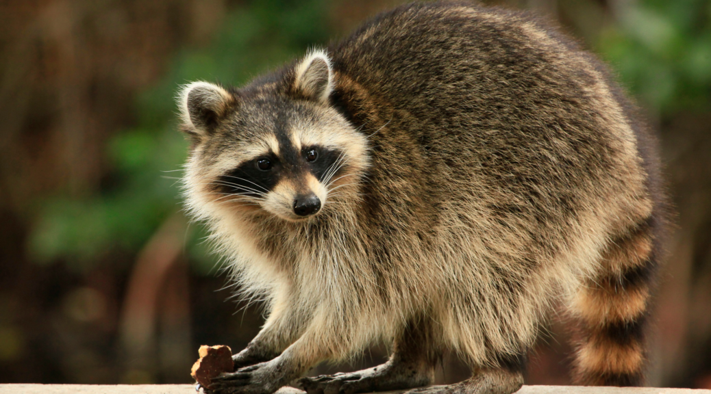Raccoon eating in a residential yard