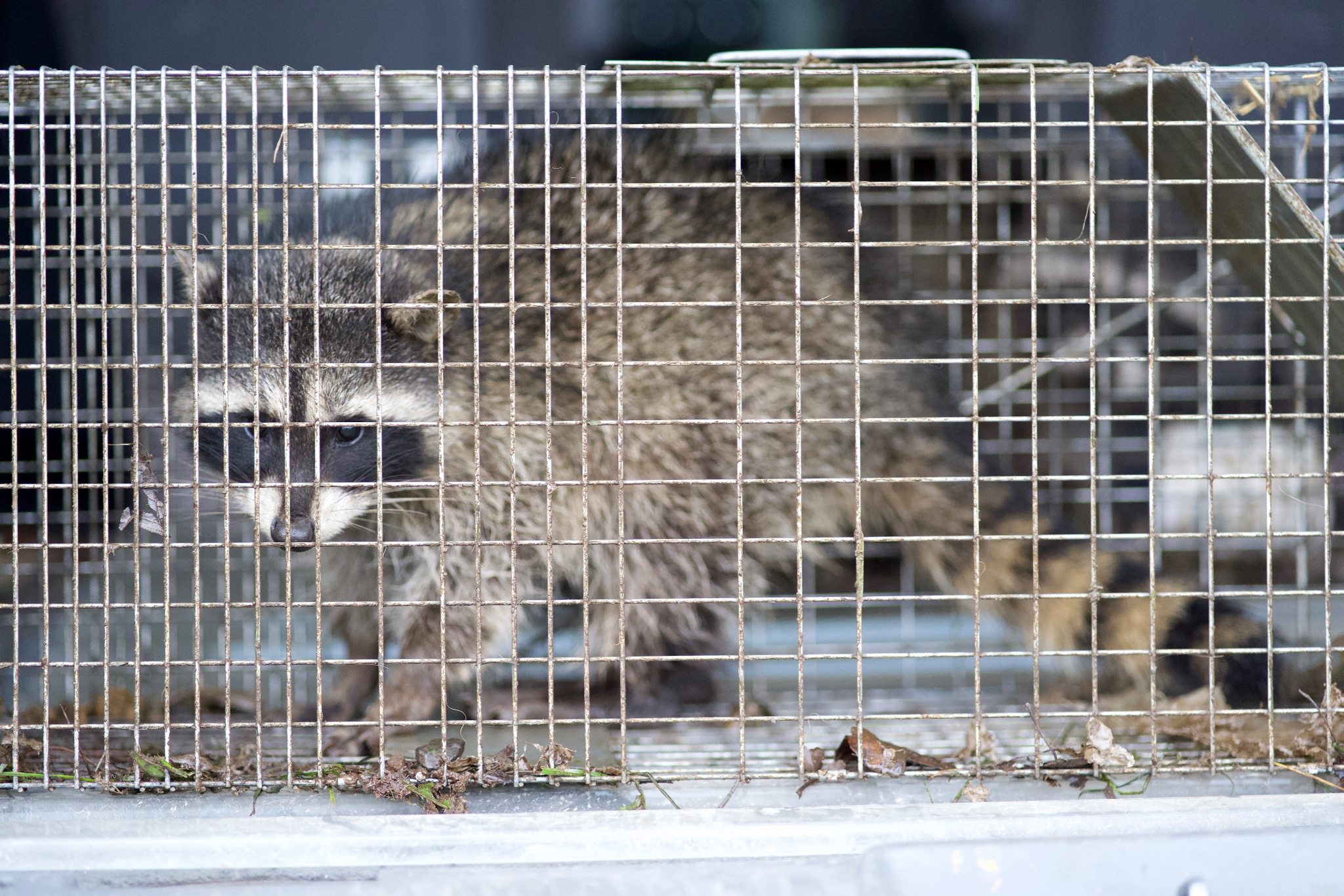 Raccoon humanely captured by Animal Capture Wildlife Control