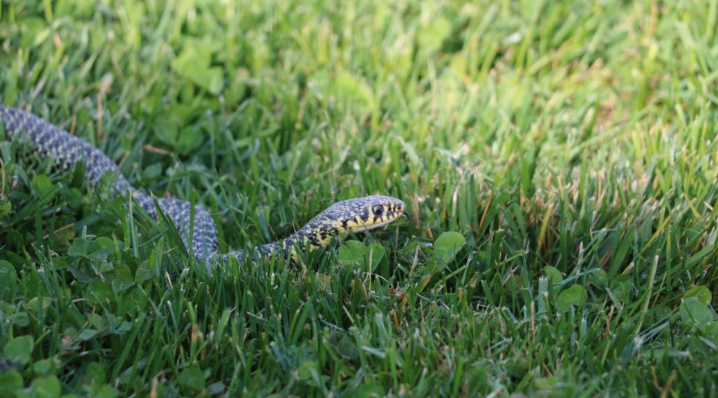 Snake in the grass of a residential yard