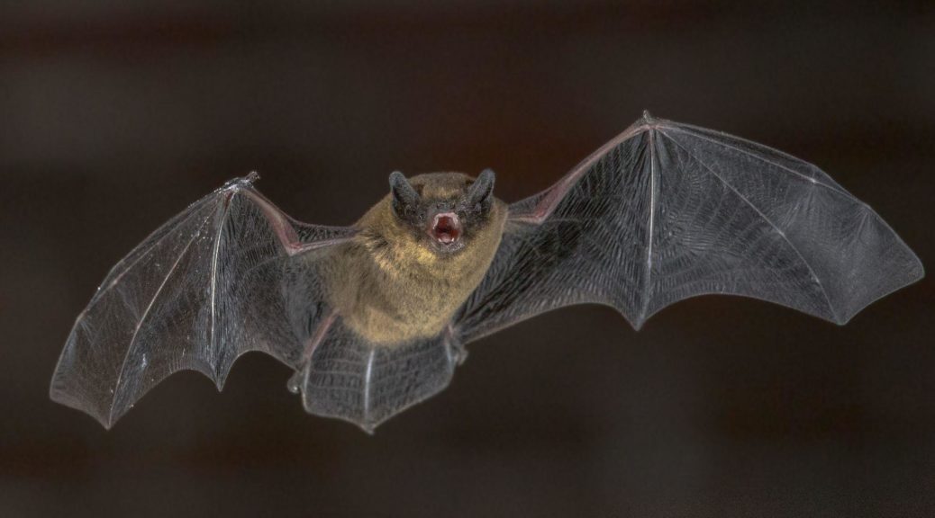 Bat flying around in a hospital