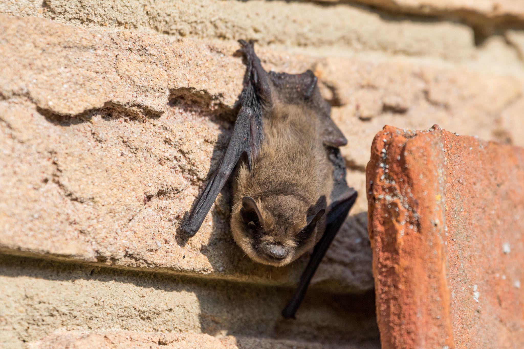 Bat on the wall of a dining establishment