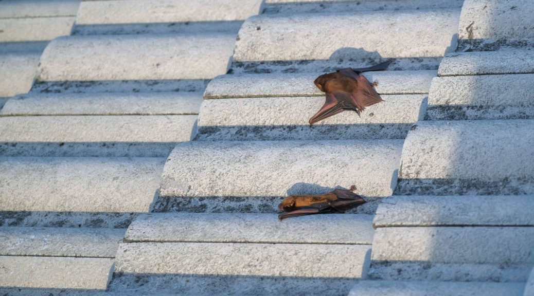 Bats on a roof of a restaurant