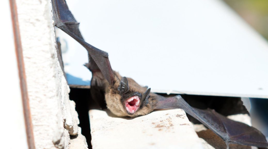 Rabid bat invading a residential home