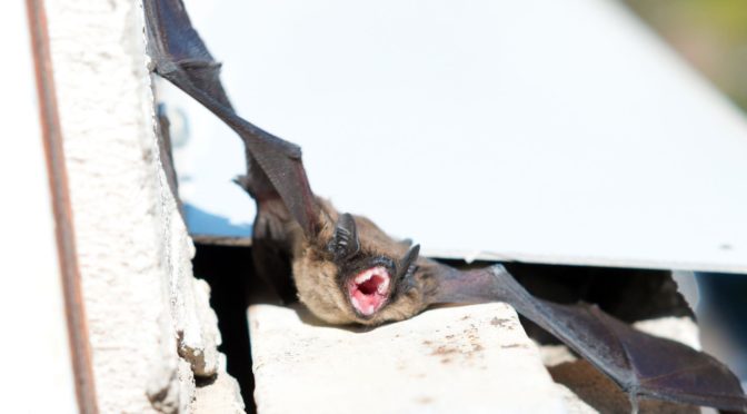 Understanding the Connection Between Bats and Rabies - Animal Capture ...