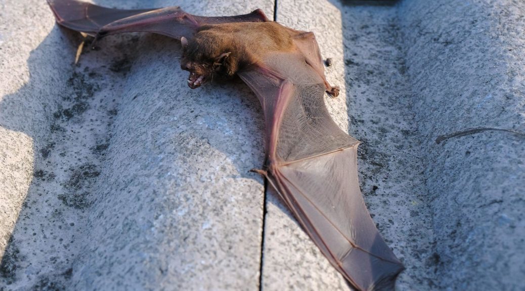 Bat on a residential home roof