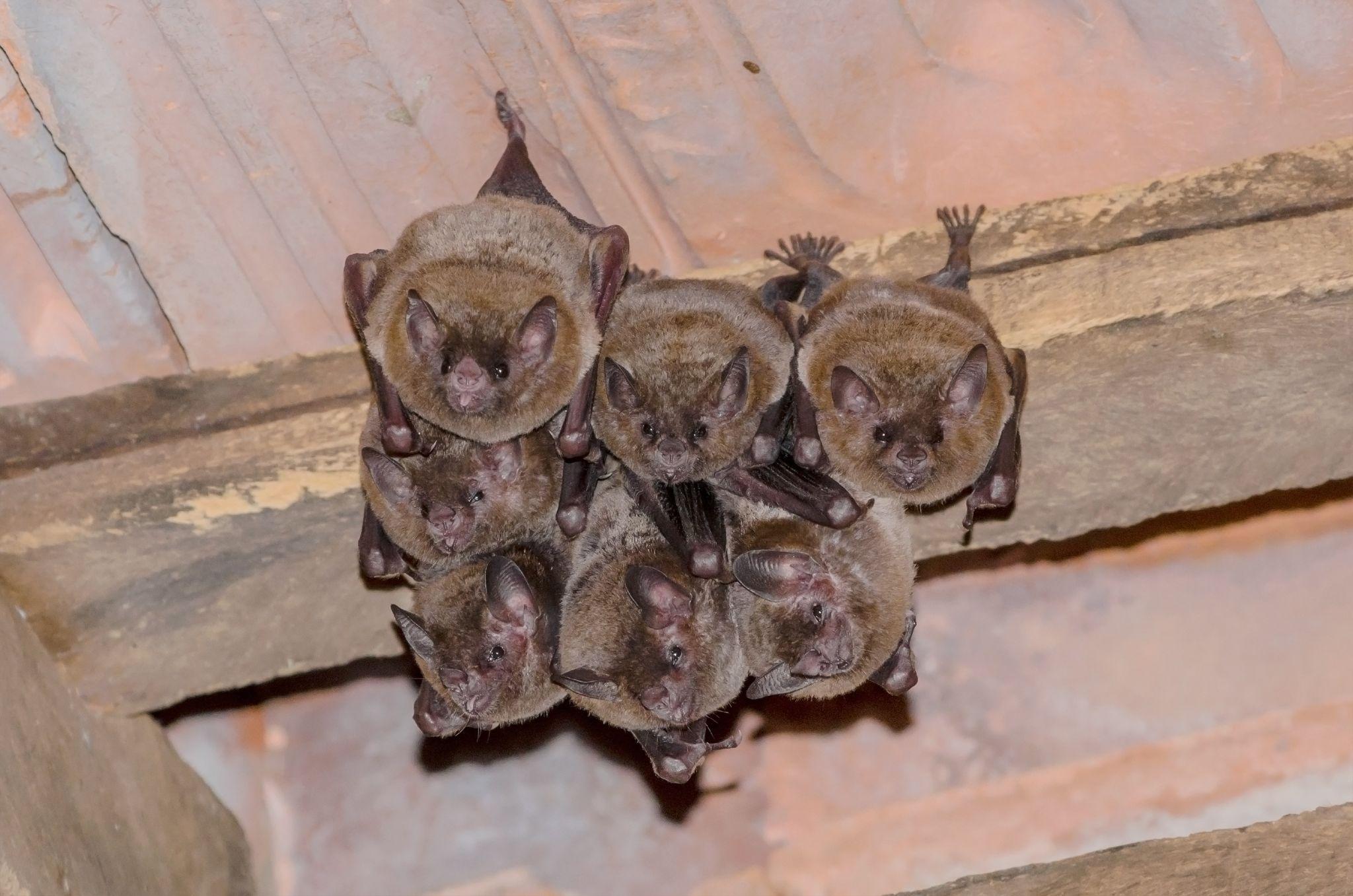 Group of bats living in the attic of a home