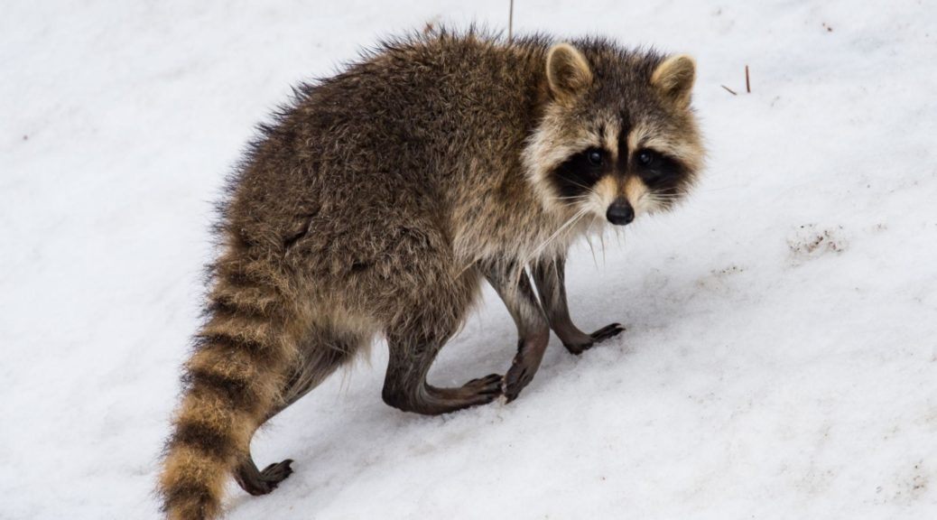 Raccoon near a home during the winter months