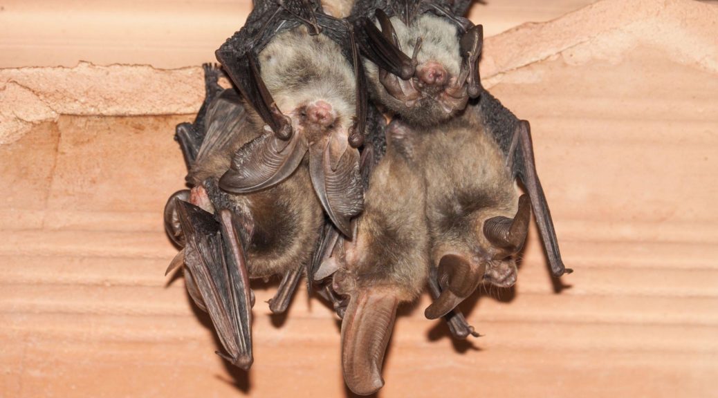 Bats carrying histoplasmosis