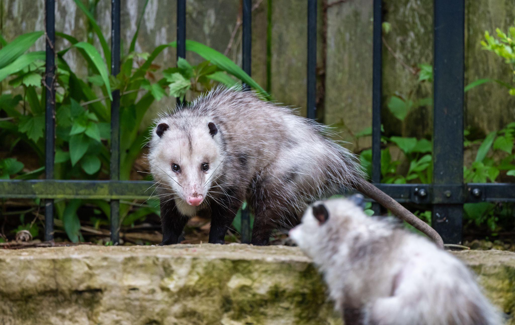 Opossums on a residential property in spring
