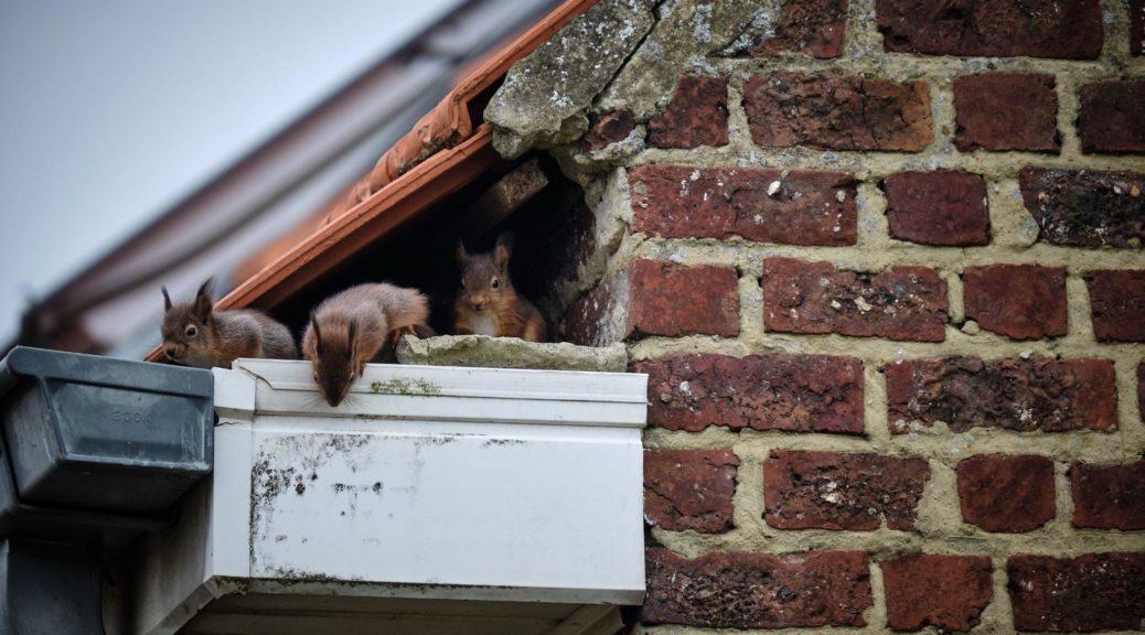 Squirrel infestation in a roof