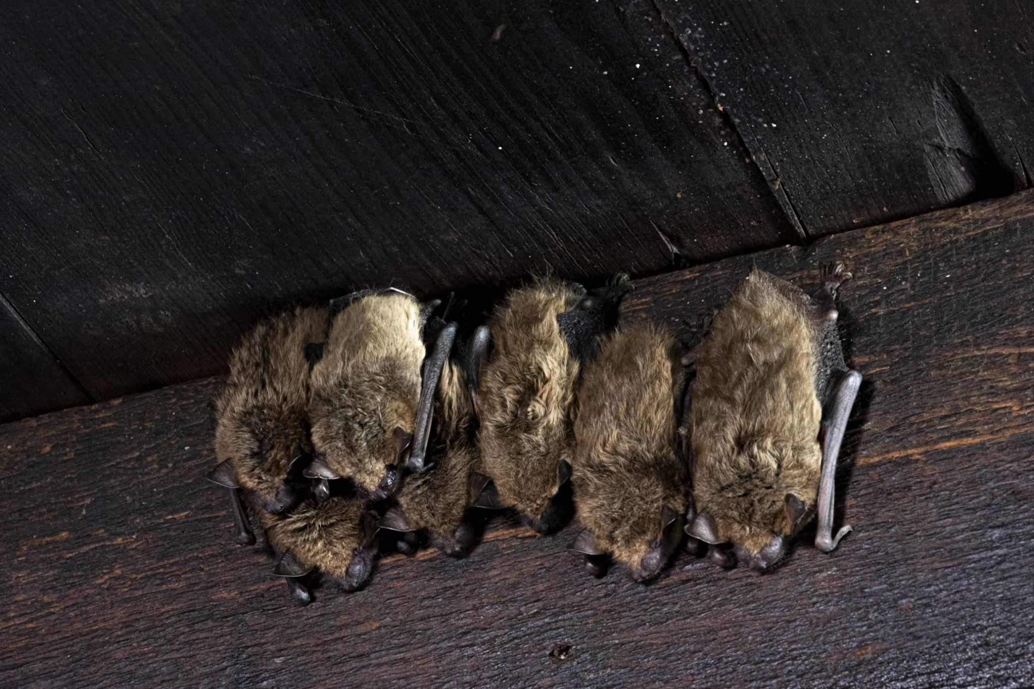 Bats roosting in attic