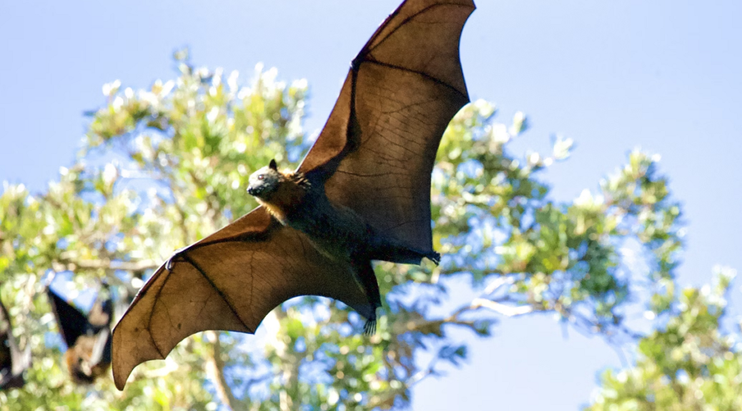 Flying fox