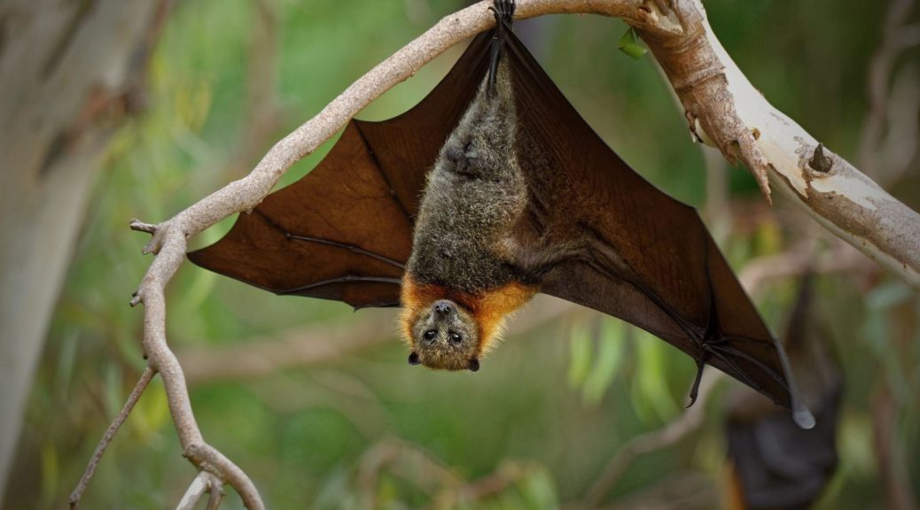 Grey-headed flying fox Pteropus poliocephalus hanging from a branch