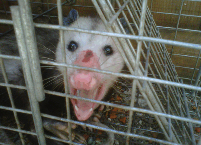 Urban wildlife