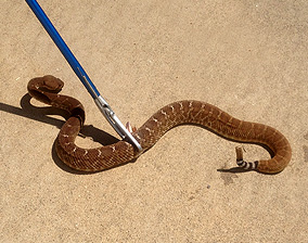 Snake behavior