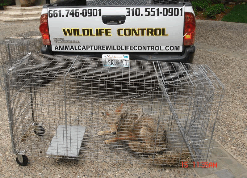 wildlife control team