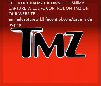 Image: TMZ