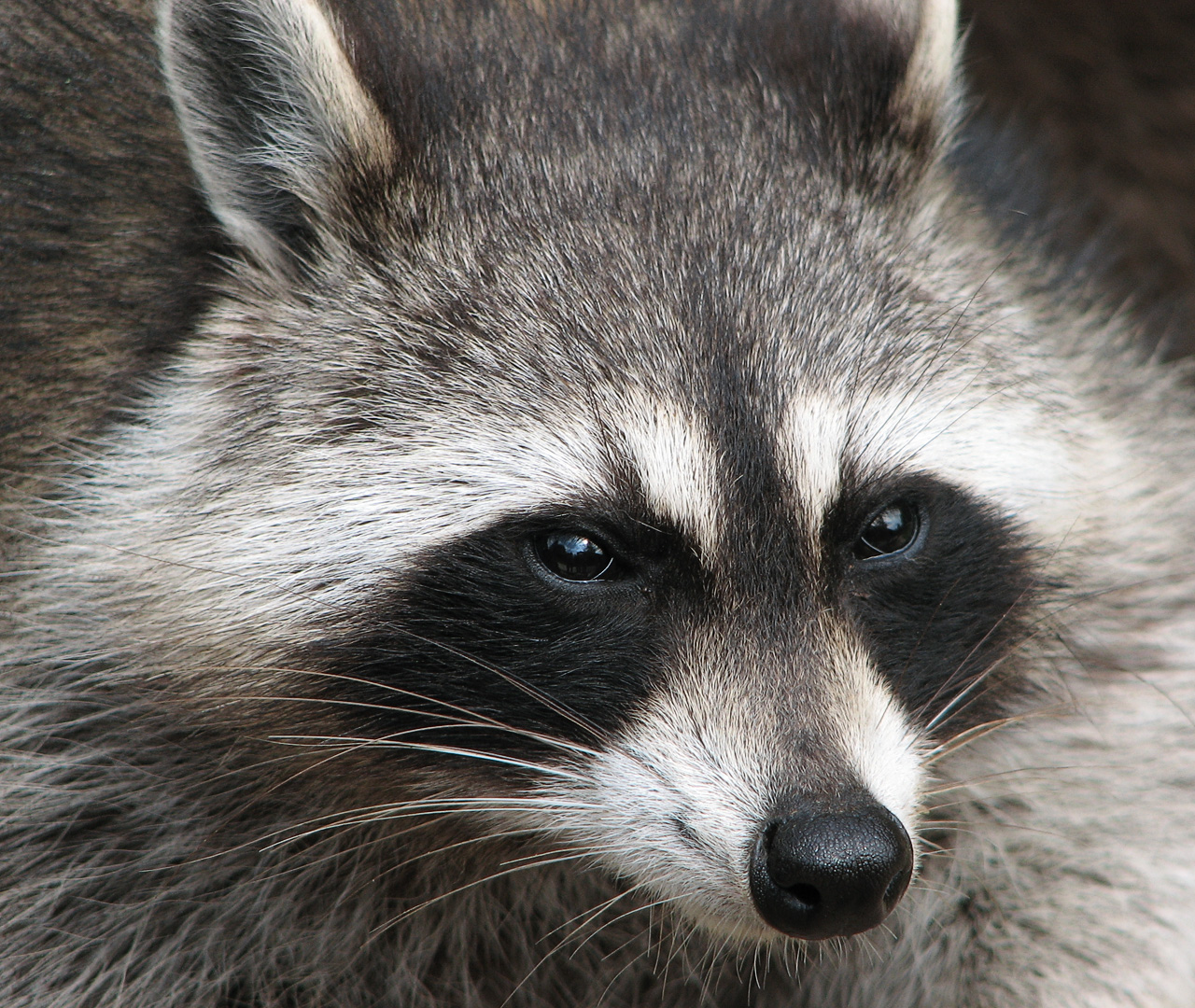 California Raccoon Trapping Los Angeles