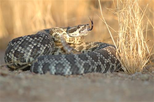 snakes are a common sight in Pasadena, CA