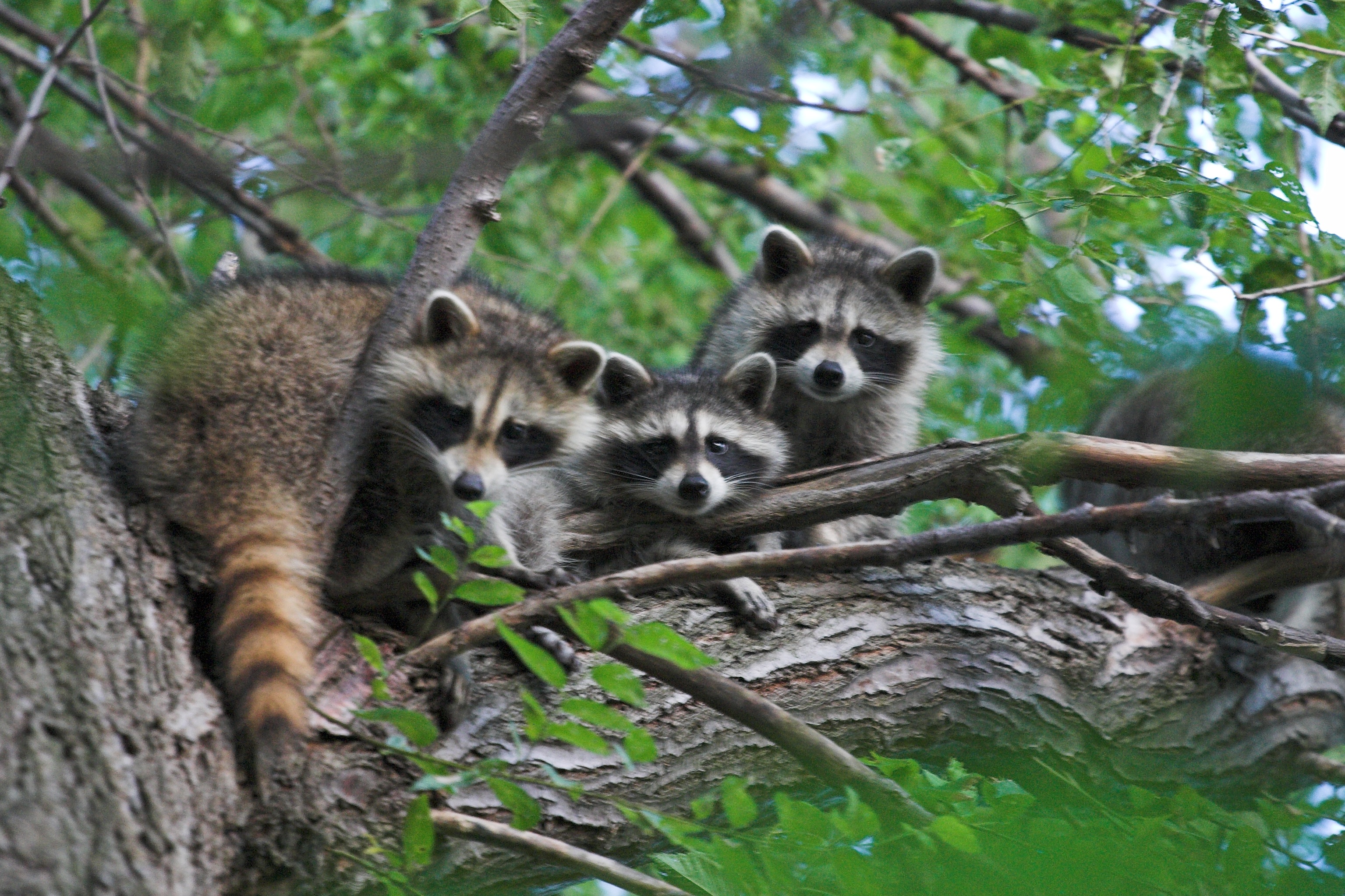 California Raccoon removal Los Angeles