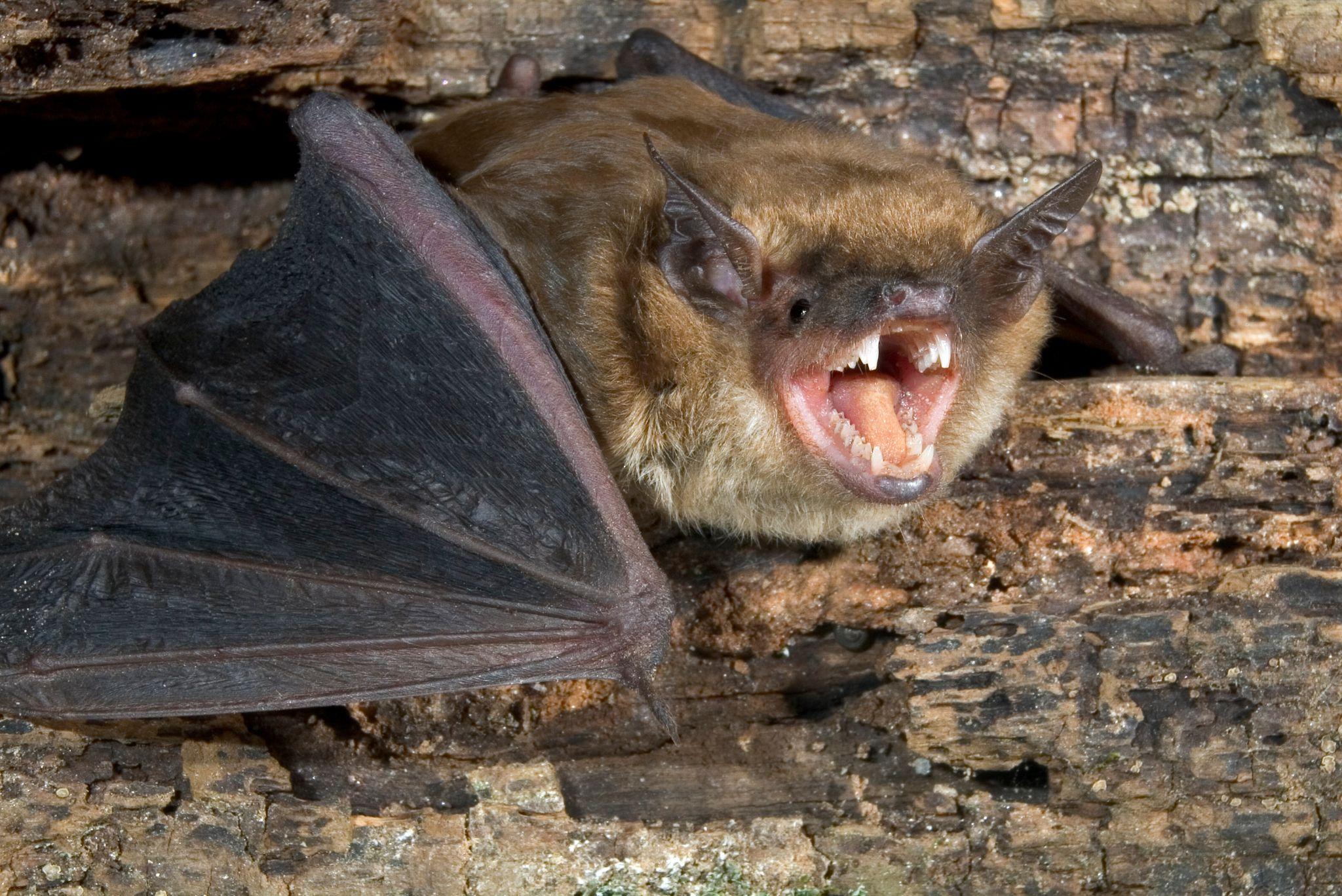 A big brown bat nesting in a private property. Bats are protected in San Francisco and should only be removed by a professional bat removal service such as Animal Capture Wildlife Control.