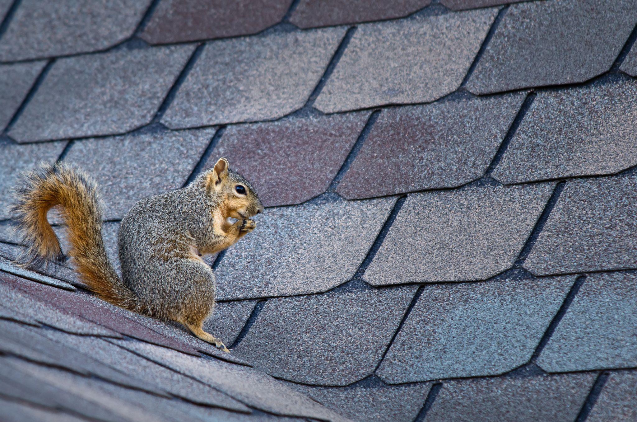 A squirrel on the roof of a home in Los Angeles.