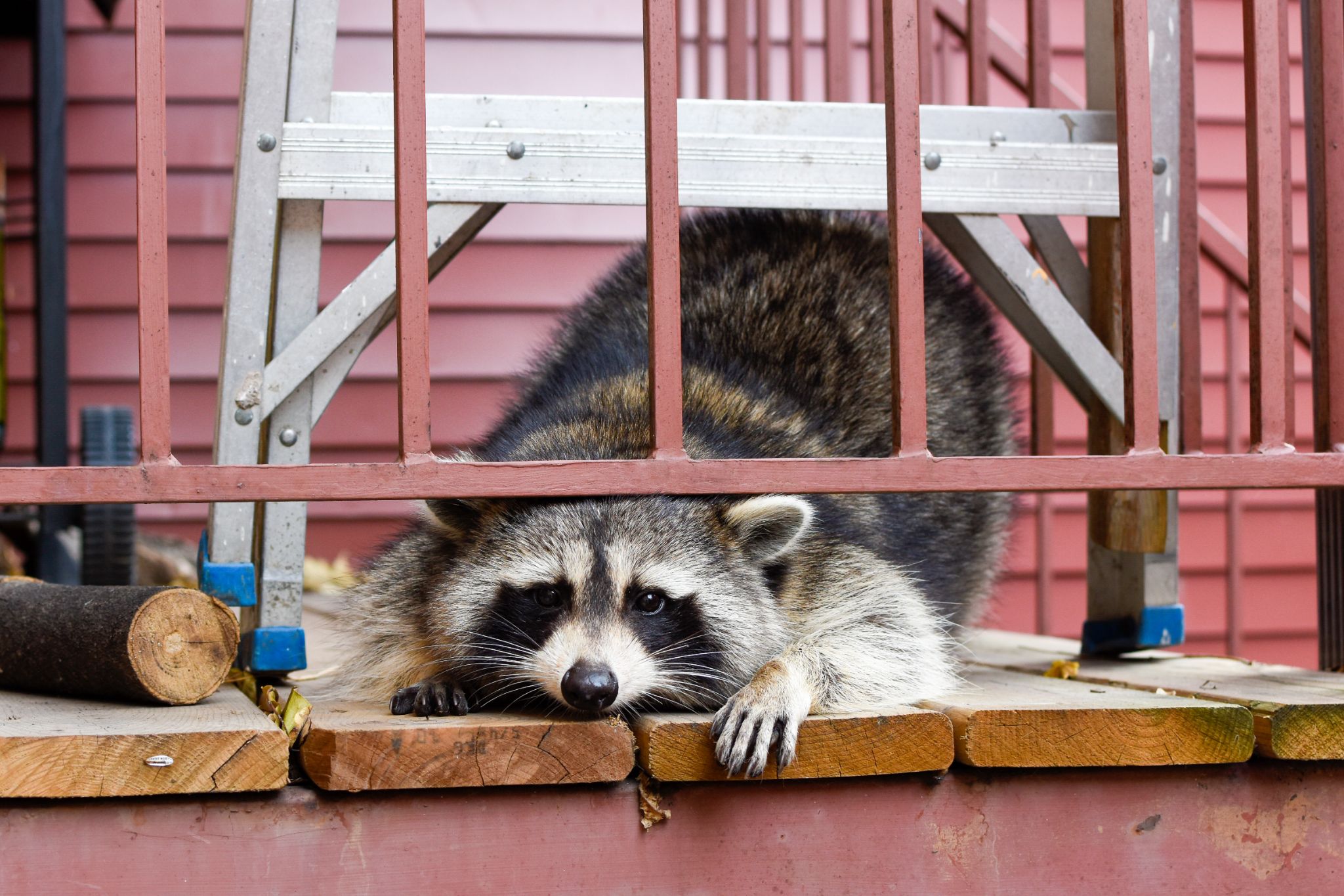 A wild raccoon on a porch, an animal that Animal Capture Wildlife Control can help to remove in Palos Verdes Estates.