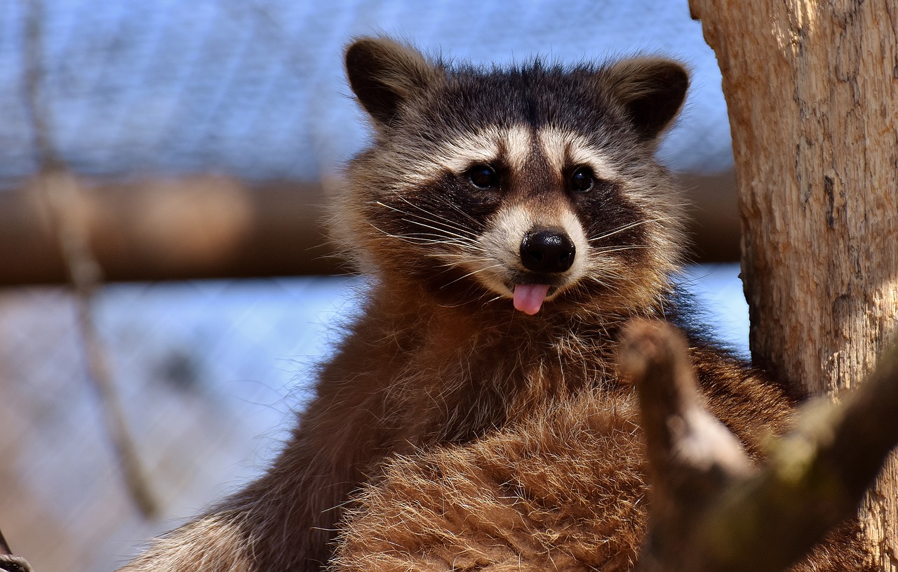 animal control services in west hollywood california