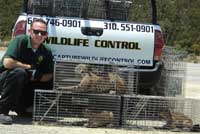 Animal Removal Los Angeles