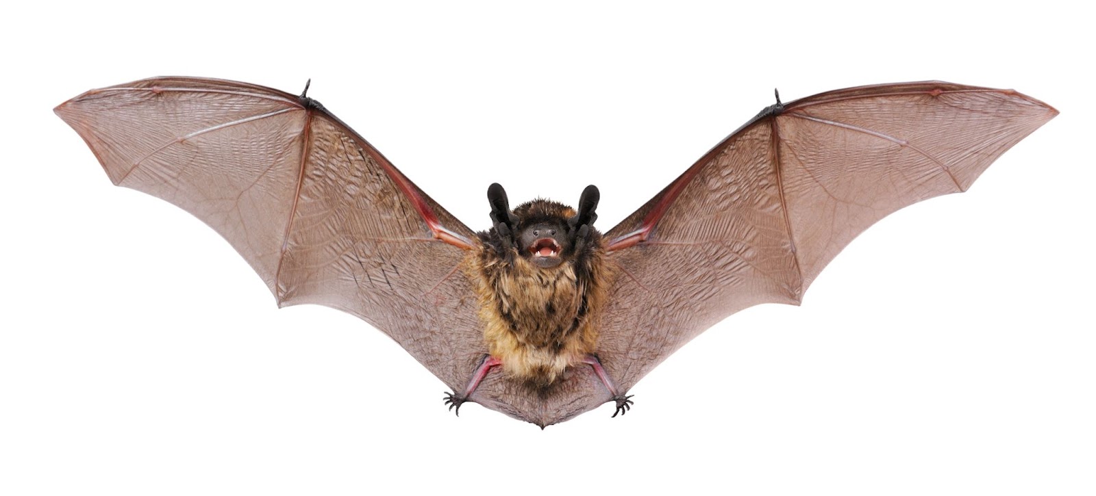 Getting Rid of Bats on Your San Jose Property