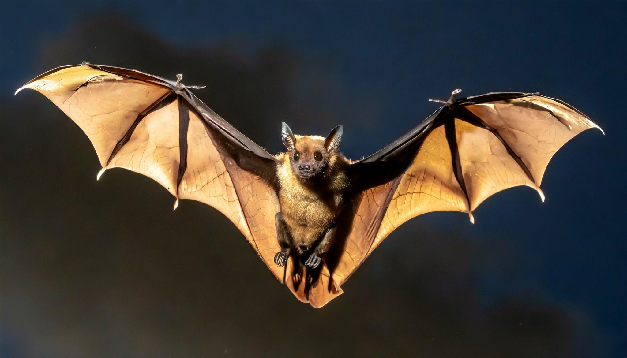 Big Brown Bat