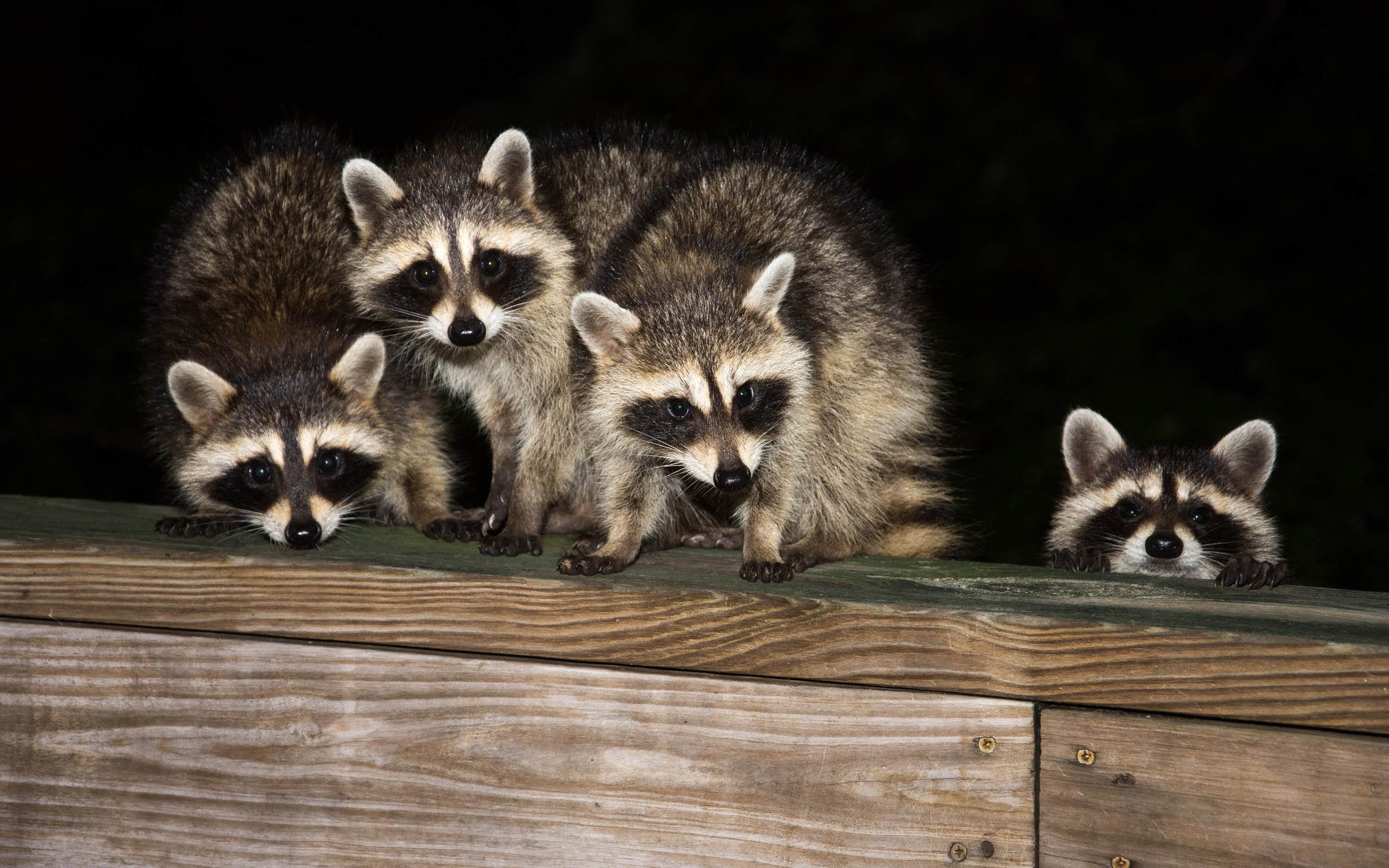 Four cute baby raccoon sitting on a deck at night