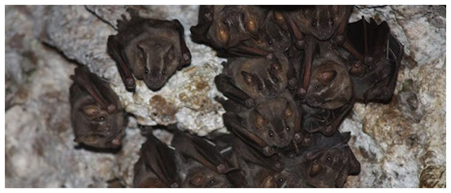 though small, bats are pests