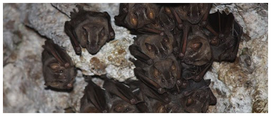 though small, bats are pests
