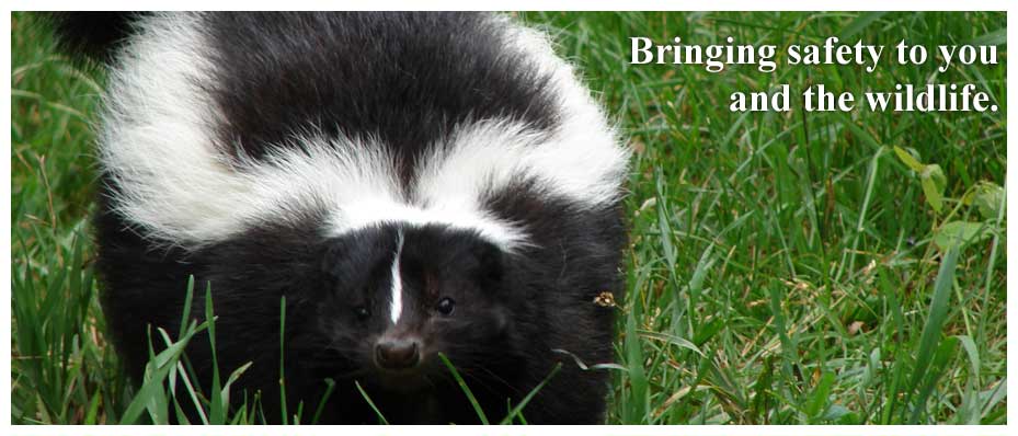 consult the experts for skunk trapping and removal
