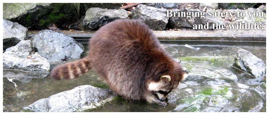 Raccoon washing hands in stream