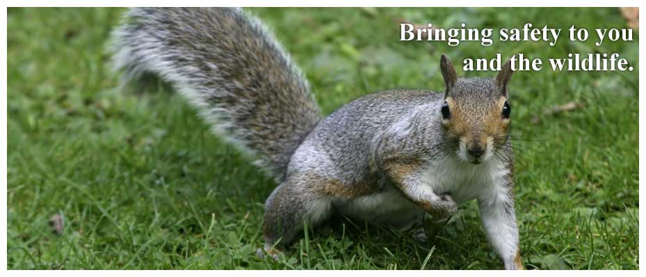 Los Angeles residents may opt for squirrel trapping and removal