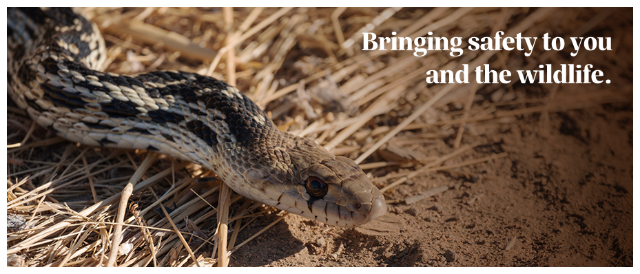 Expert snake prevention and fencing services in Los Angeles