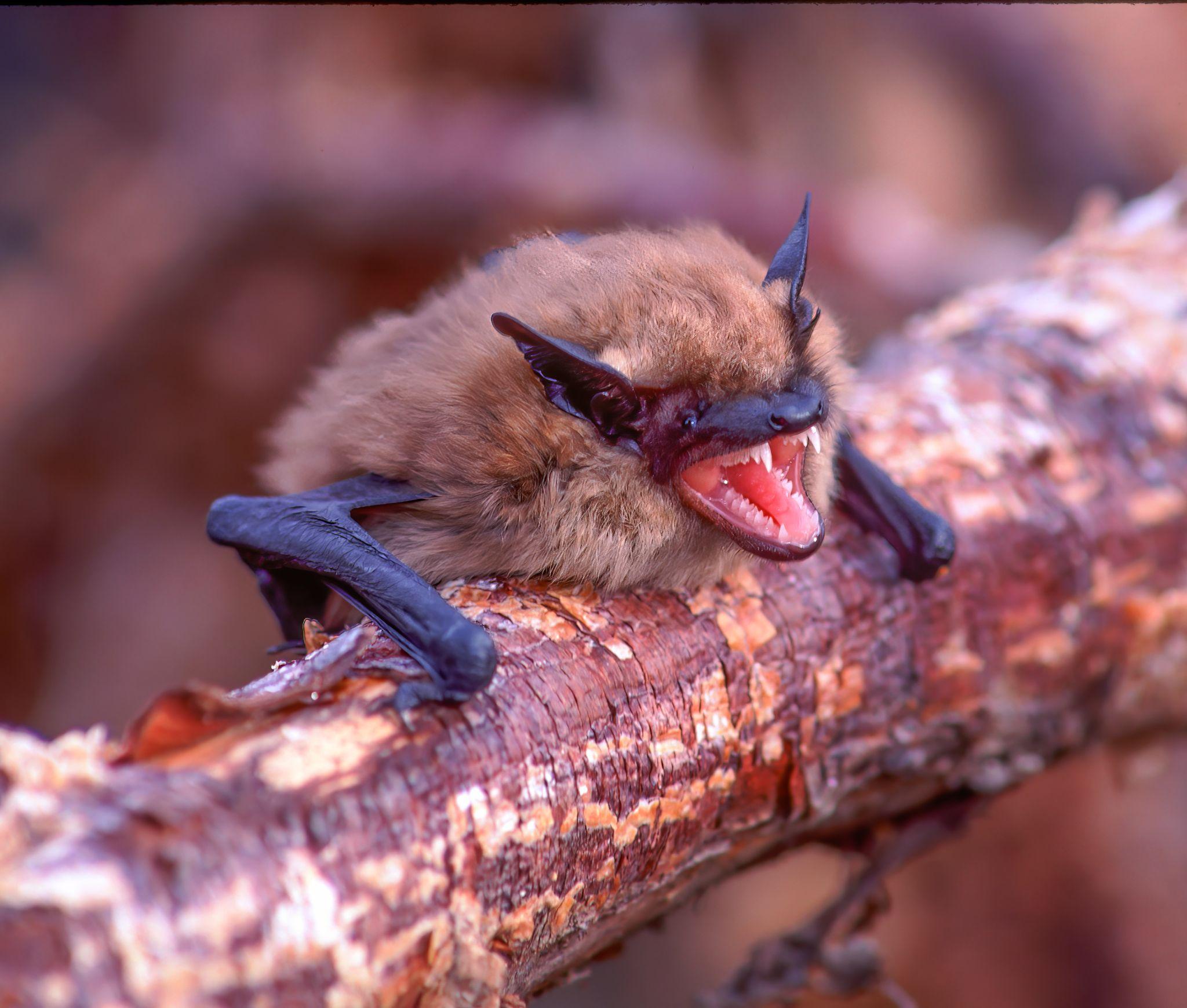 Little brown bat