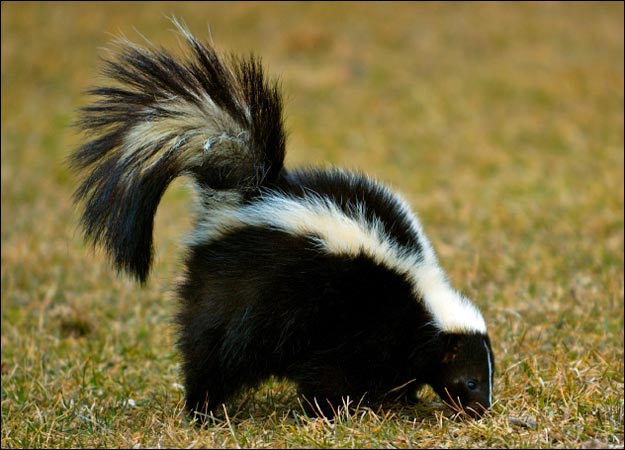 skunks can cause a big problem