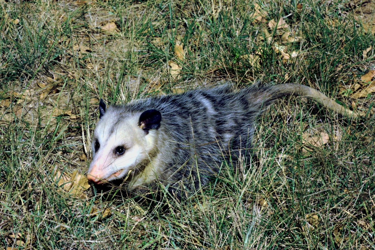 opossum on ground