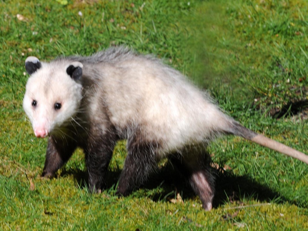 you don't want an opossum as a guest