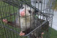 Opossum Removal Los Angeles