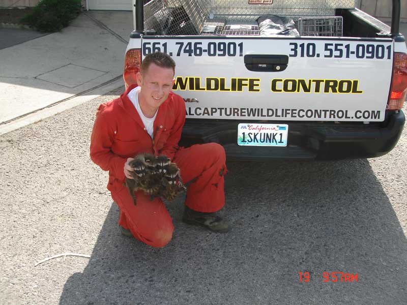 Jeremy Bailey holding several baby raccoons in hands