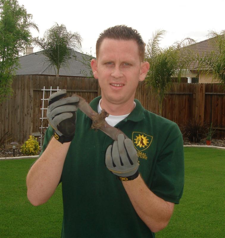 Jeremy Bailey photo during bat removal.