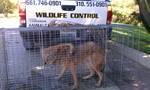 coyote in the steel cage