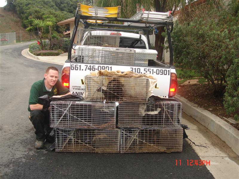 five skunks trapped