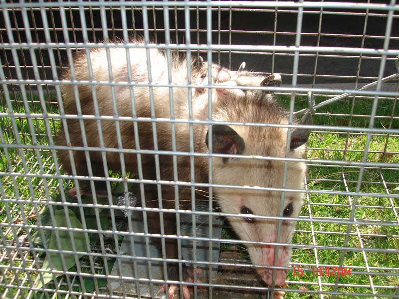 opossum