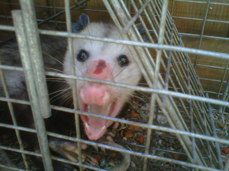 opossum