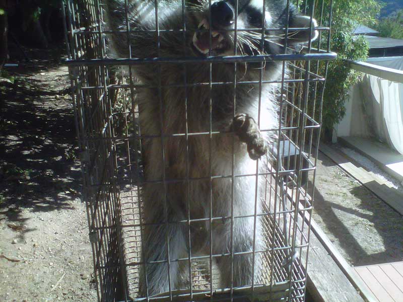 raccoon showing teeth